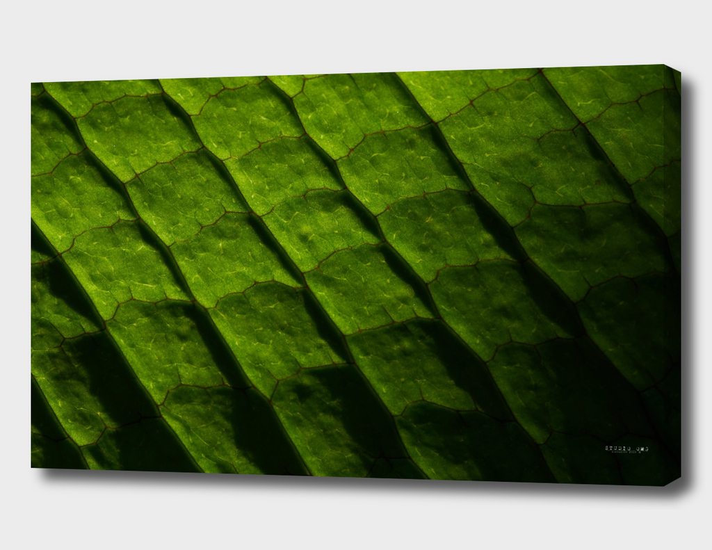 Full frame background of a close-up view of green leaf
