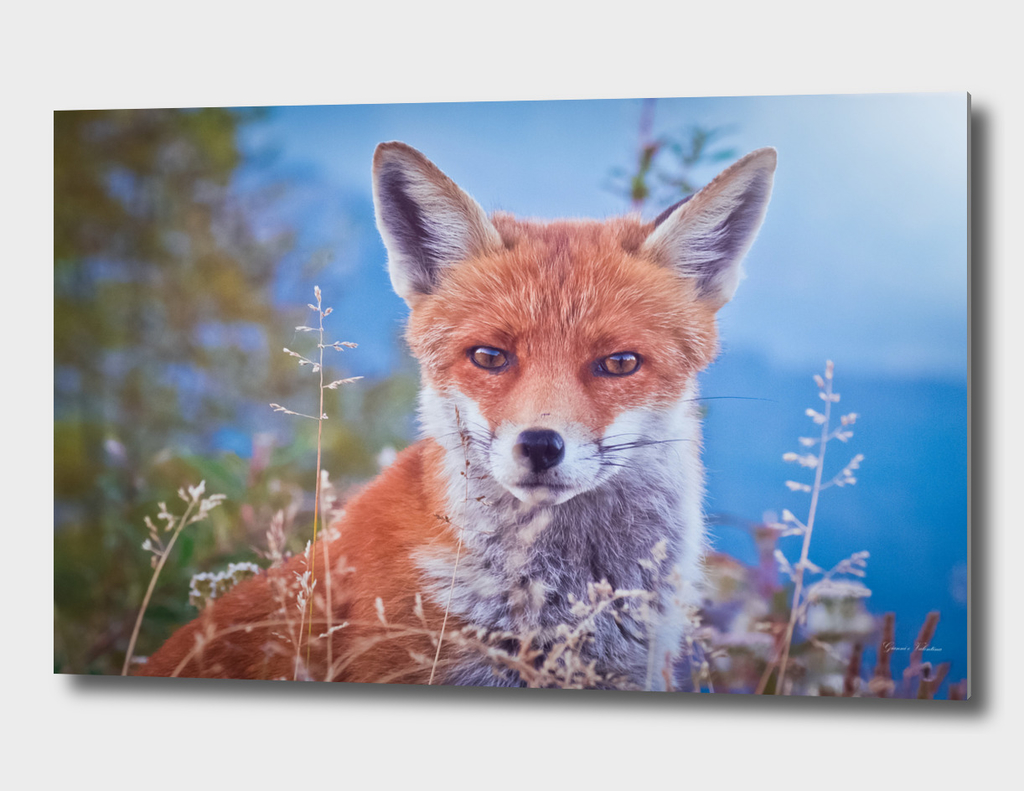 a friendly fox closeup