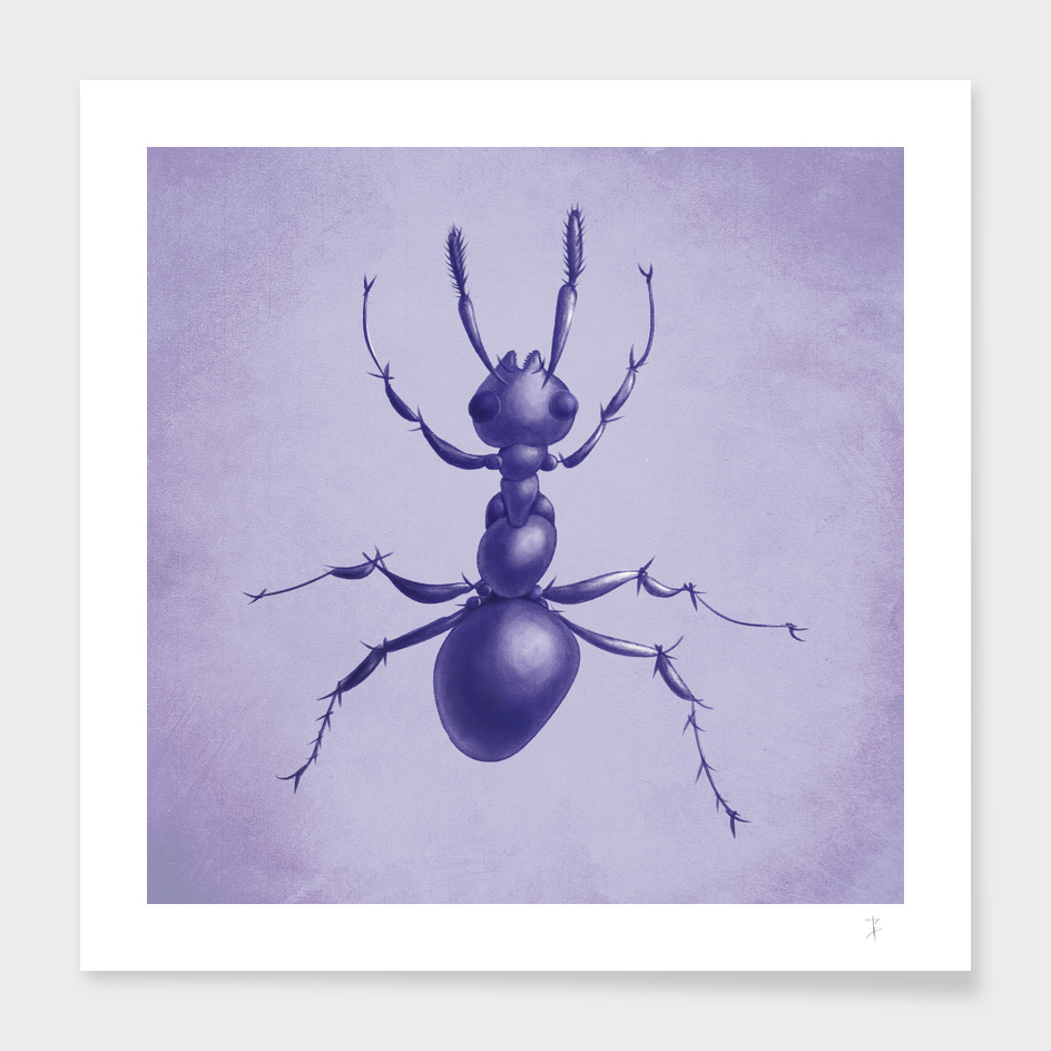 Purple Ant Drawing