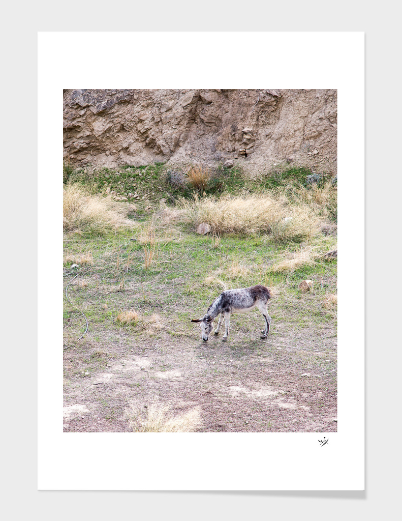 Donkey in Crete