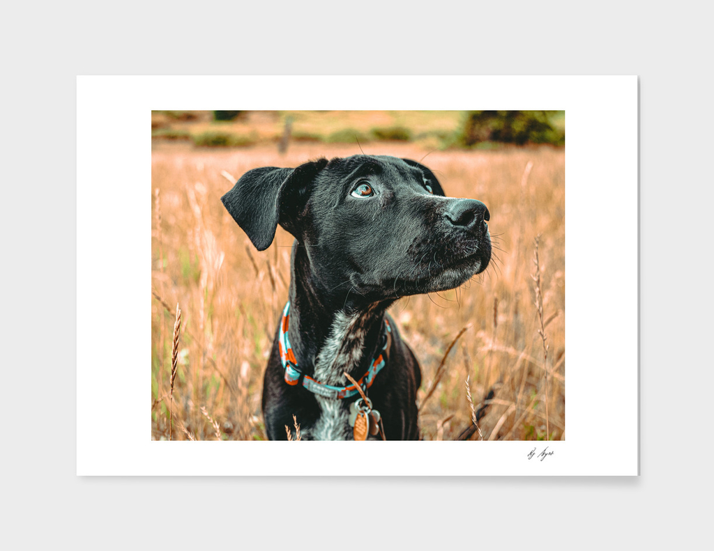Stunning Rusty Blue Eyes Dog in the Field