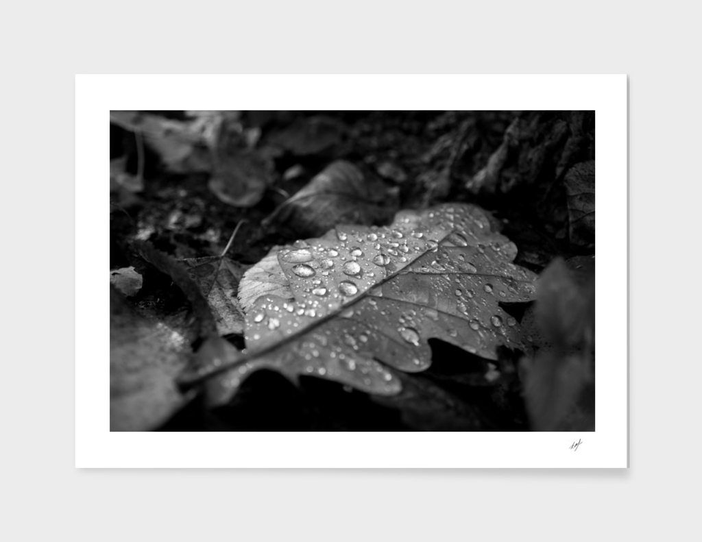 Dew Drops on Autumn Leaves