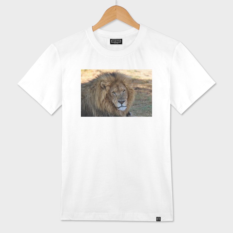 Lion Male 2116