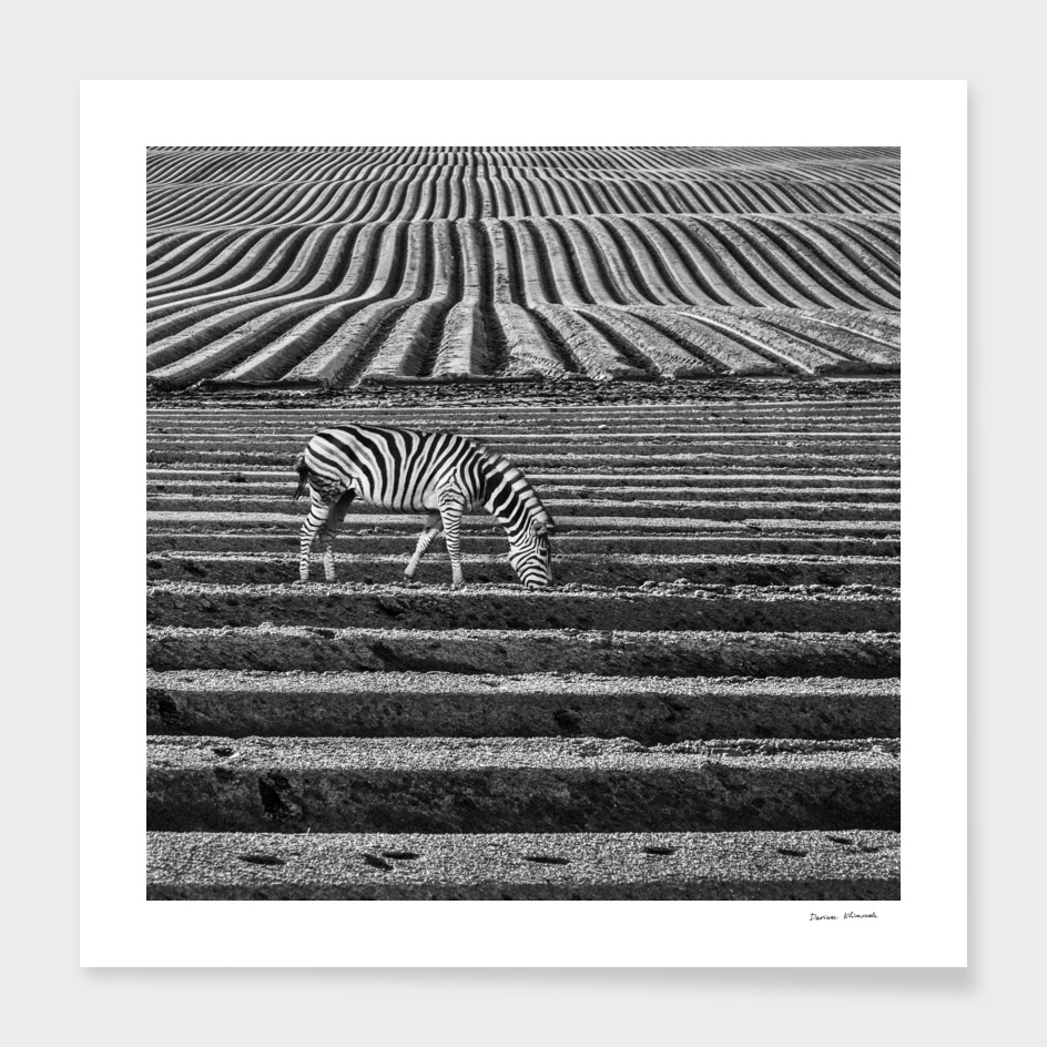 Zebra Field