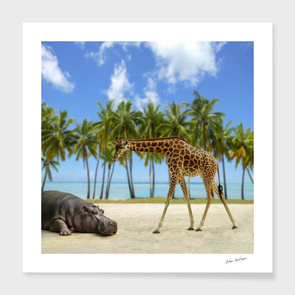 giraffe and hippo
