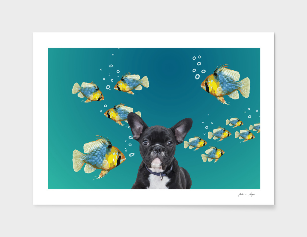 French Bulldog Tropical Fishes
