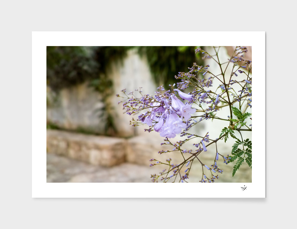 Flowers in Crete