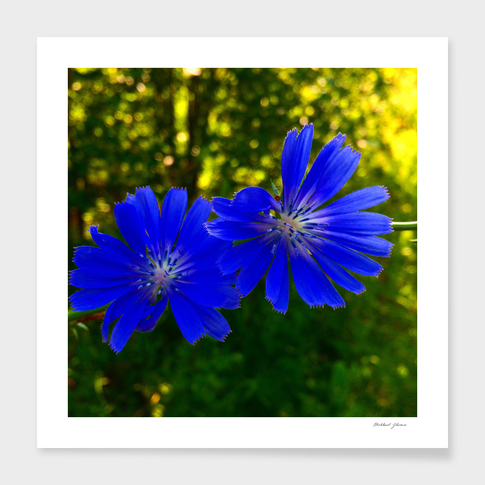 The Blue flowers