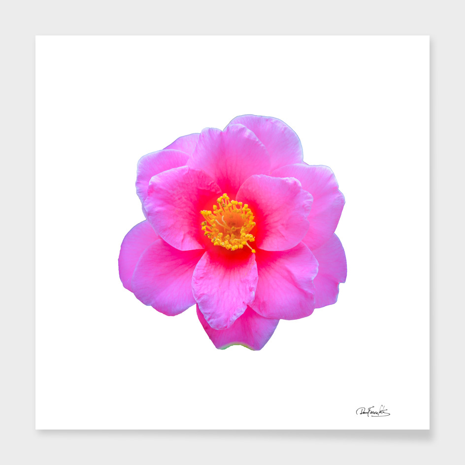 Pink Flower Top View Isolated Photo