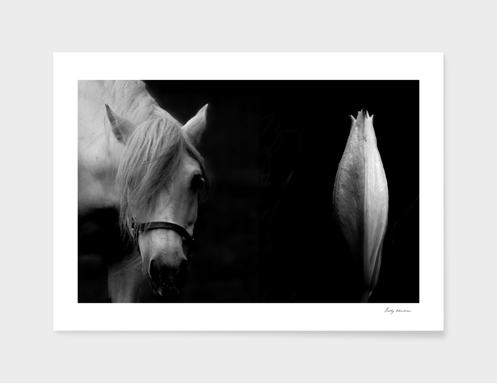 HORSE AND LILY 5