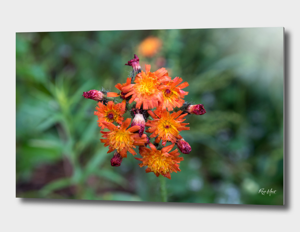 Orange wild flower