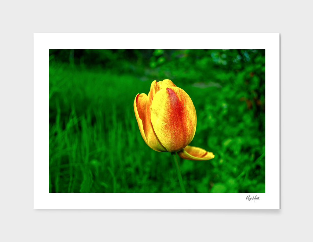 Yellow tulip against green grass