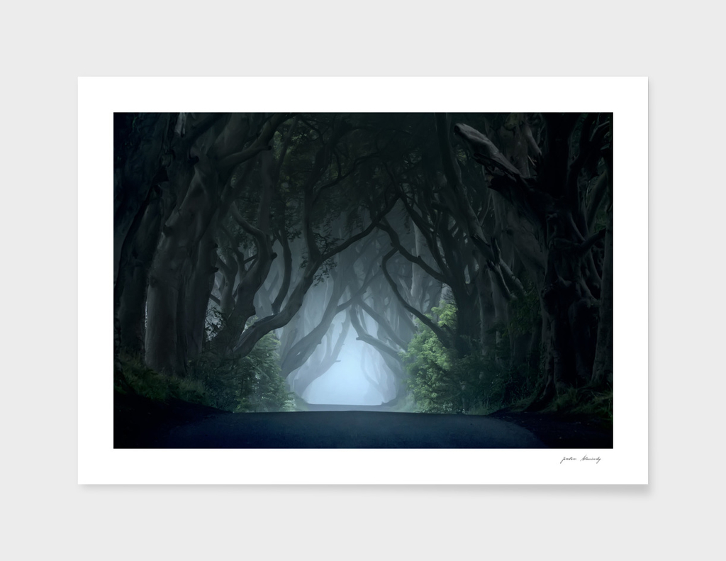 Foggy morning at the Dark Hedges