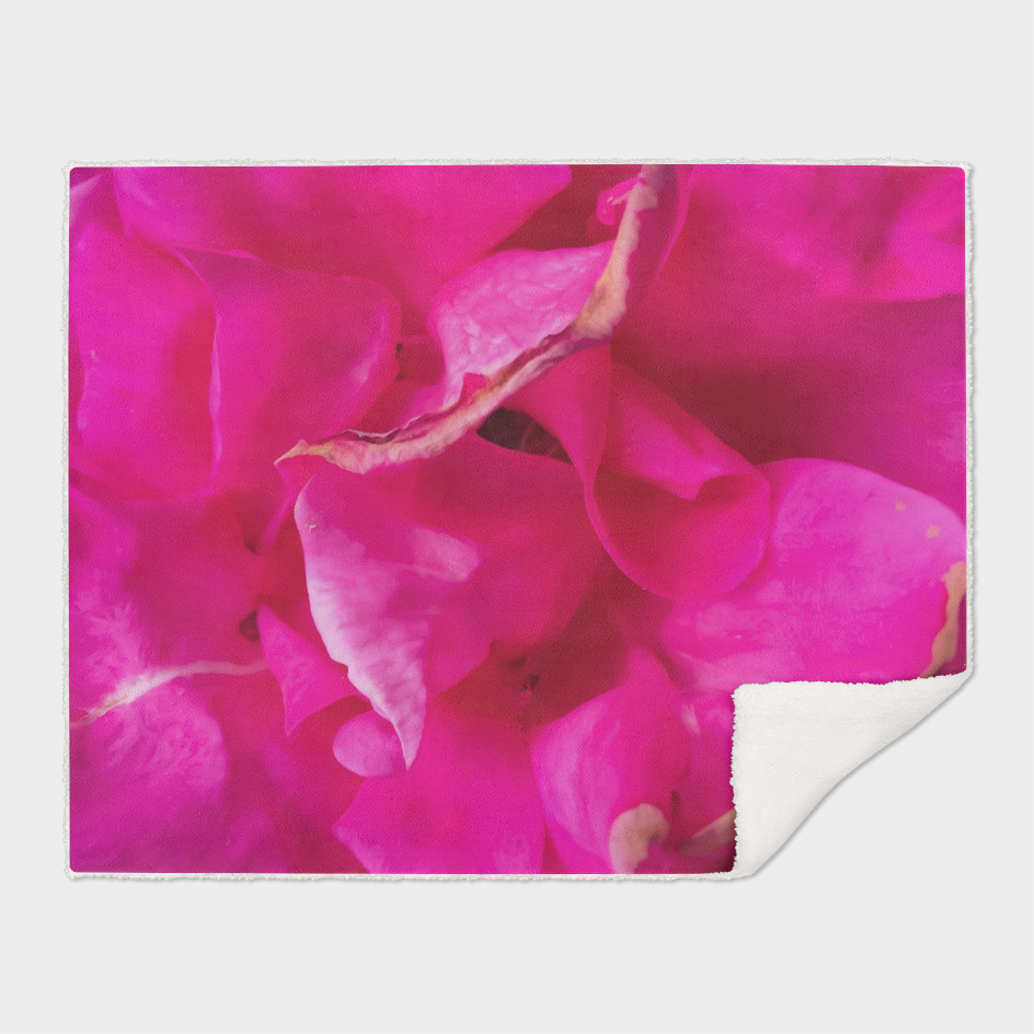 closeup blooming pink rose texture abstract background