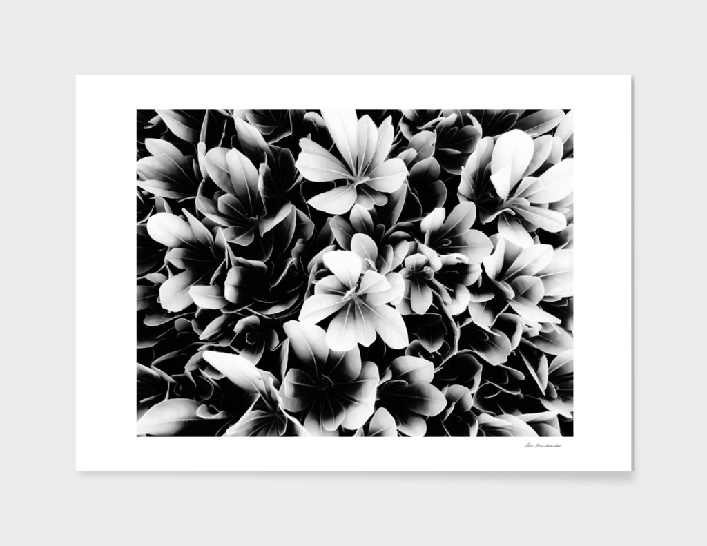 closeup succulent leaves texture in black and white
