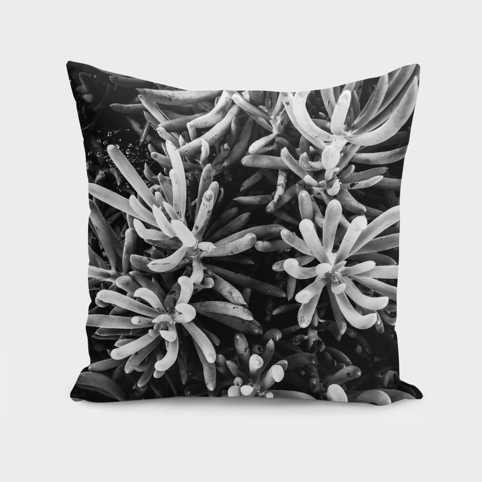 closeup succulent plant garden in black and white