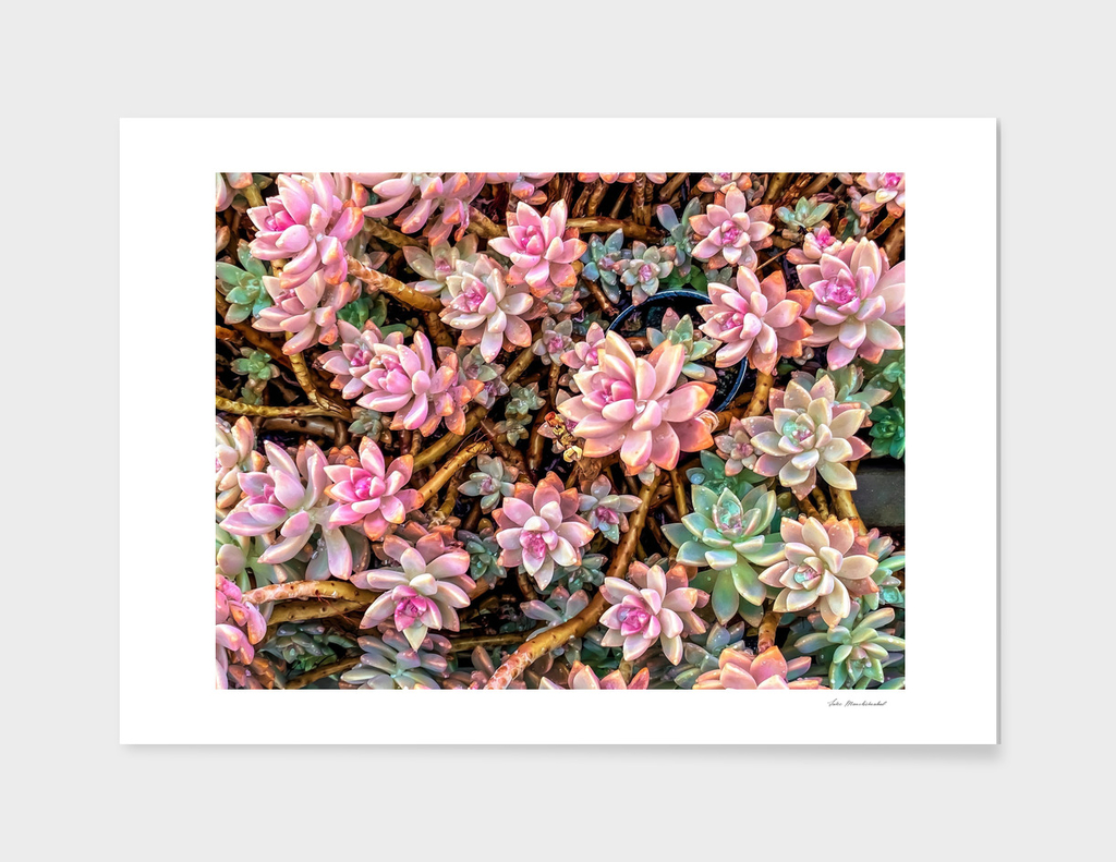 green and pink succulent plant garden texture