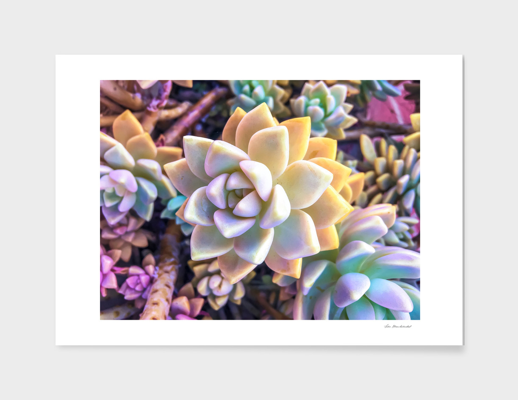 green and pink succulent plant garden background