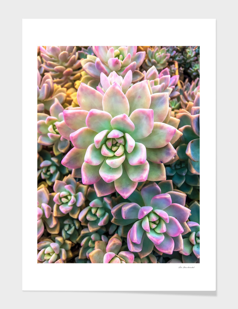 closeup green and pink succulent plant background