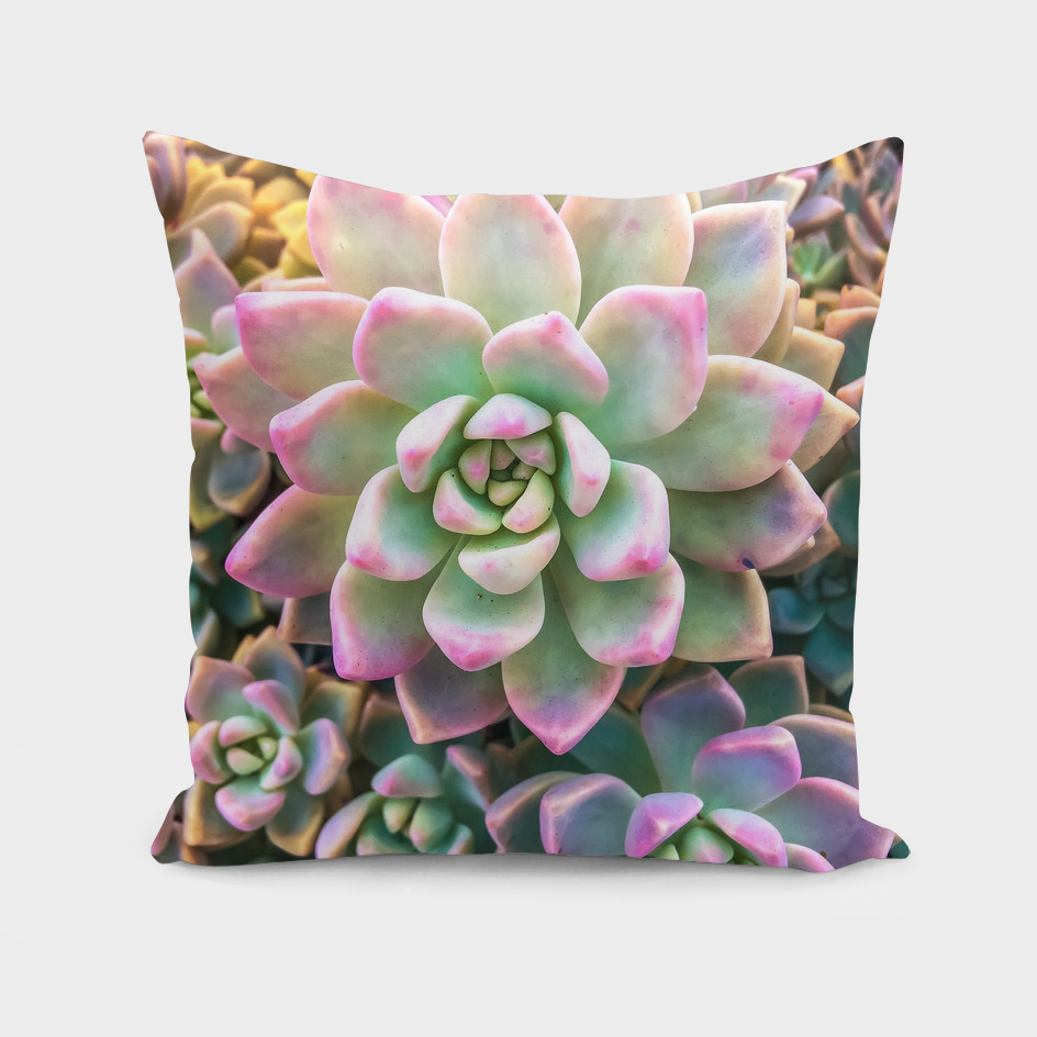 closeup green and pink succulent plant background