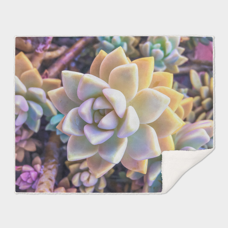 green and pink succulent plant garden background