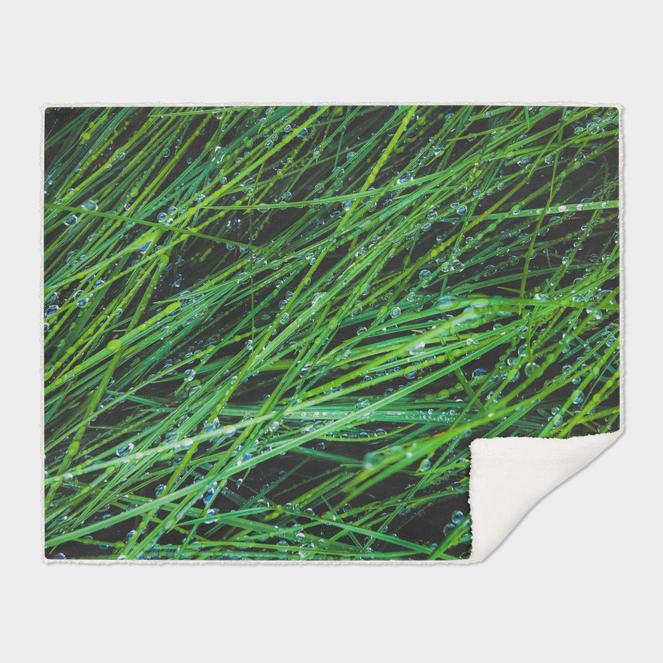 closeup green grass field texture with water drop