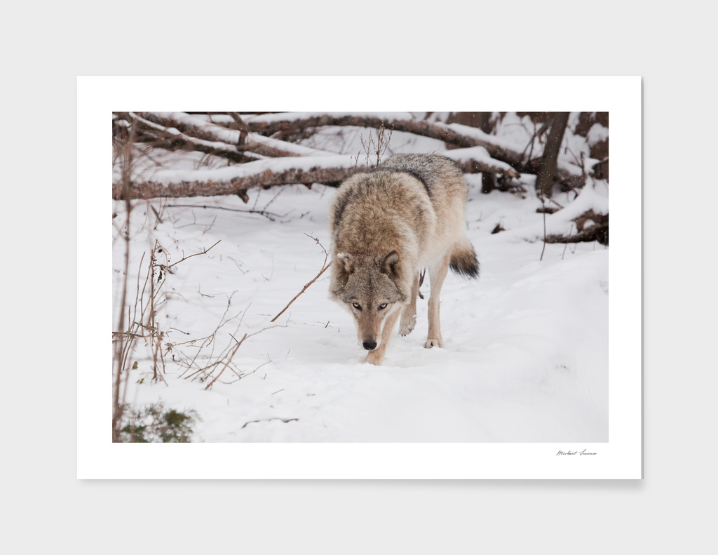IMG_1495-16beast hunting sniffs prey. Gray wolf