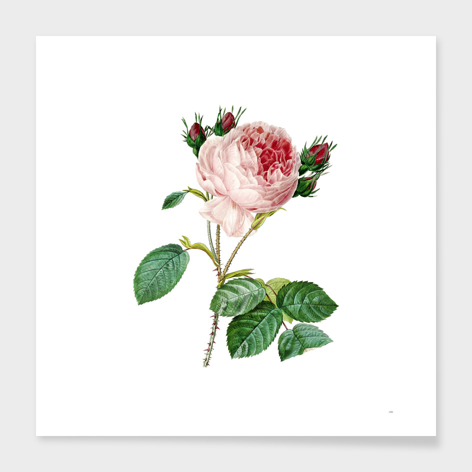 Vintage Centifolia Roses Botanical Illustration