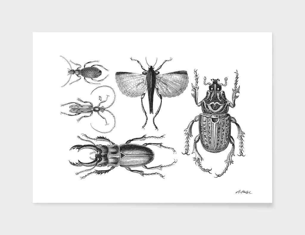 Vintage Bugs