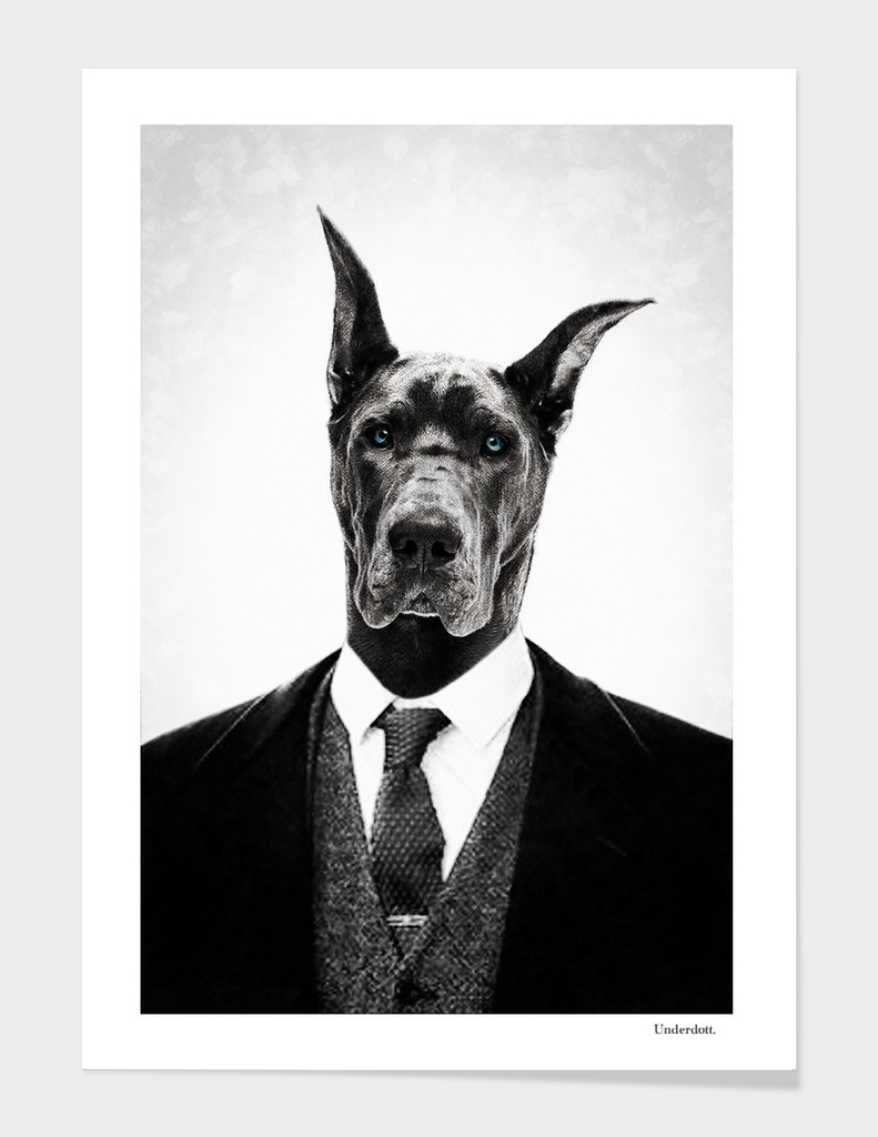 Black dog portrait ...