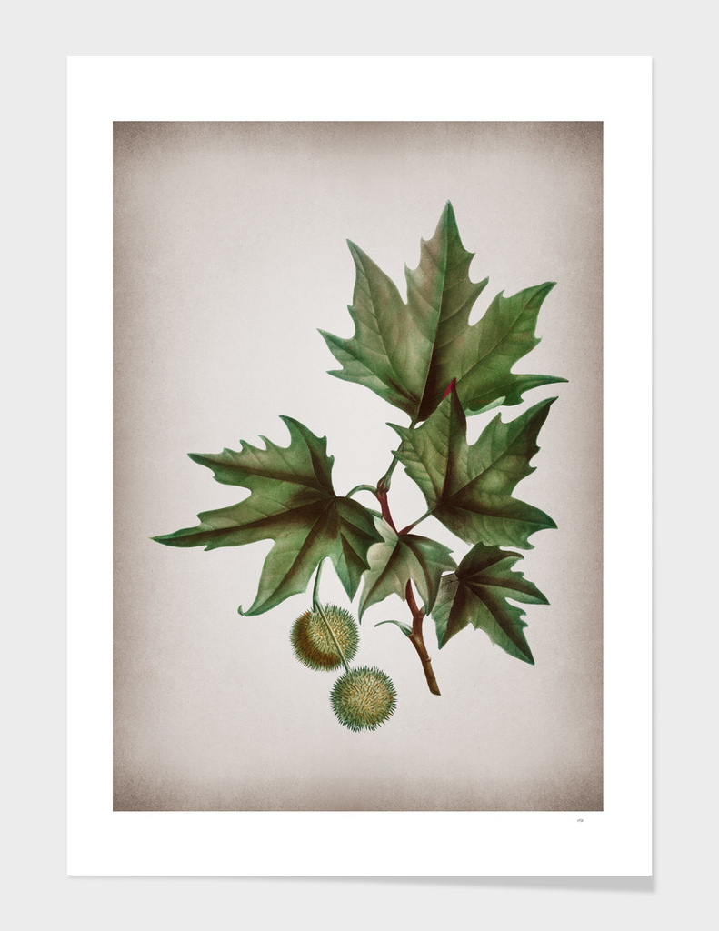 Vintage Old World Sycamore Botanical on Parchment