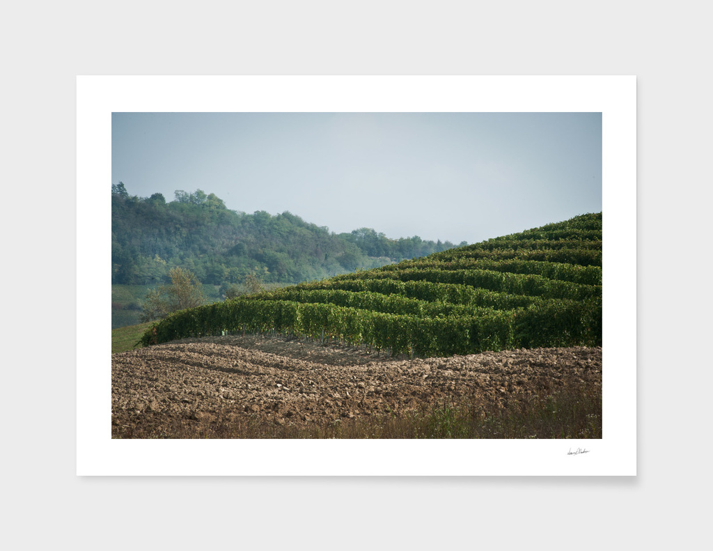 Italian vineyards. Calosso Piedmont 04