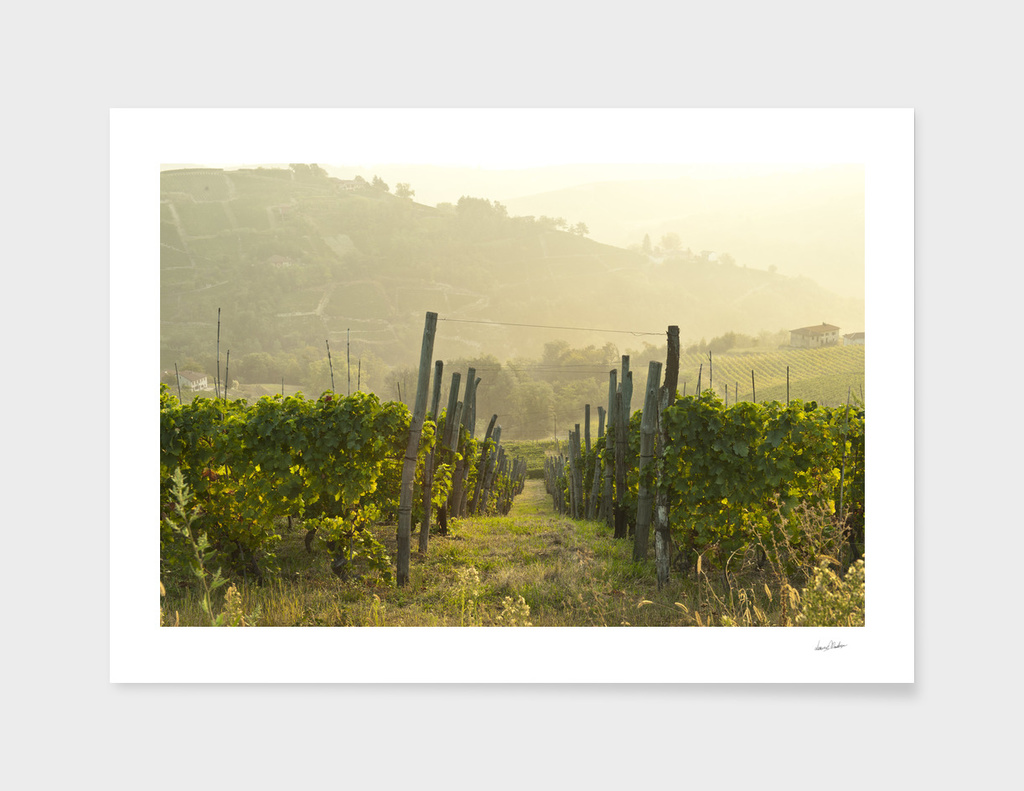 Italian vineyards. Calosso Piedmont 03