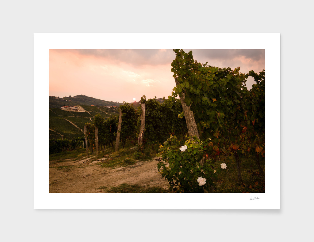 Italian vineyards. Calosso Piedmont 02