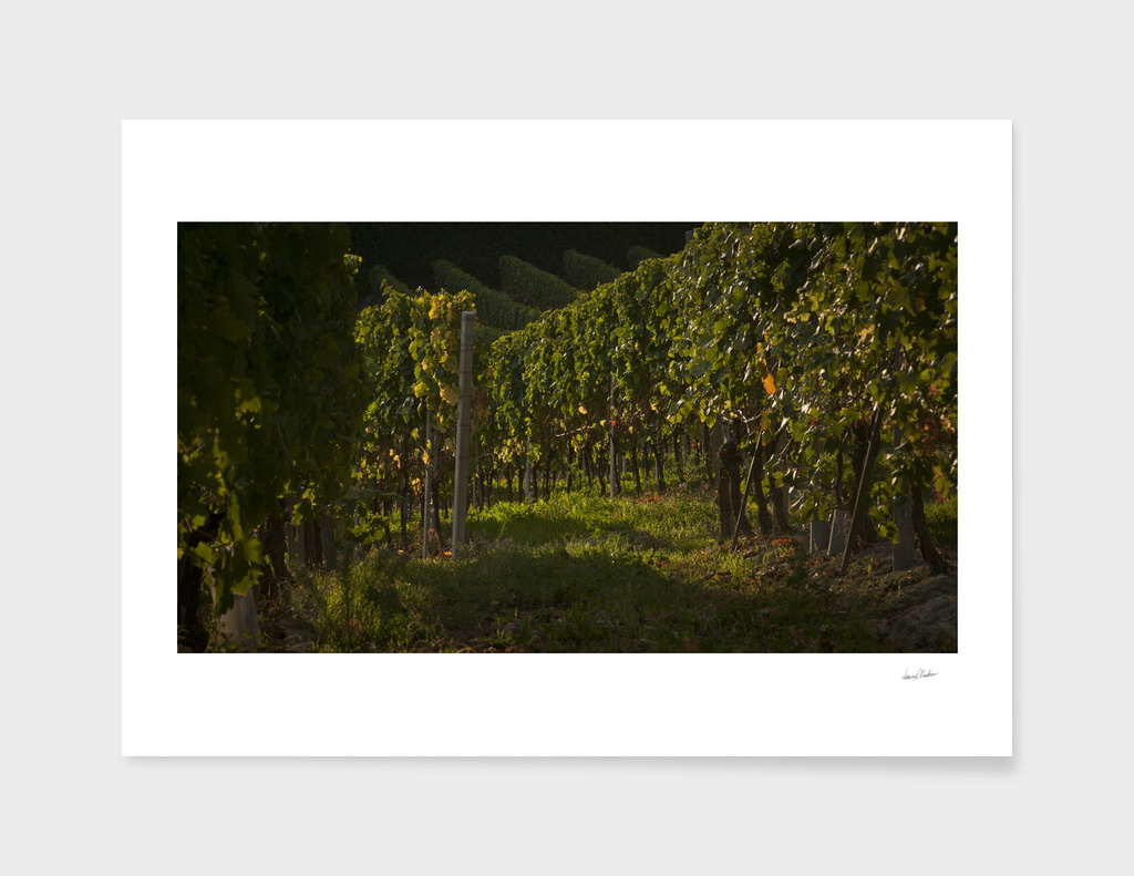 Italian vineyards. Calosso Piedmont 01