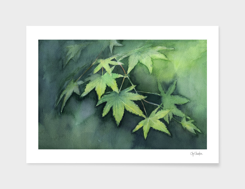 Japanese Maple Watercolor