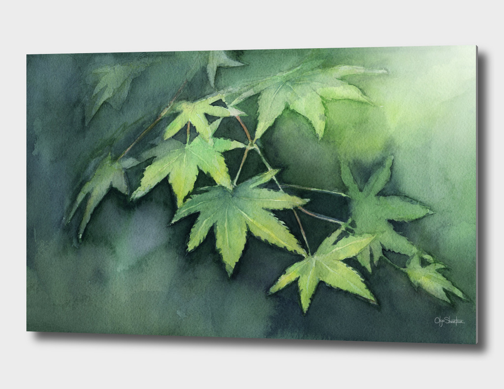 Japanese Maple Watercolor