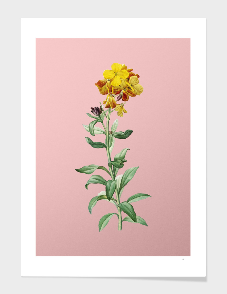 Vintage Yellow Wallflower Bloom Botanical on Pink