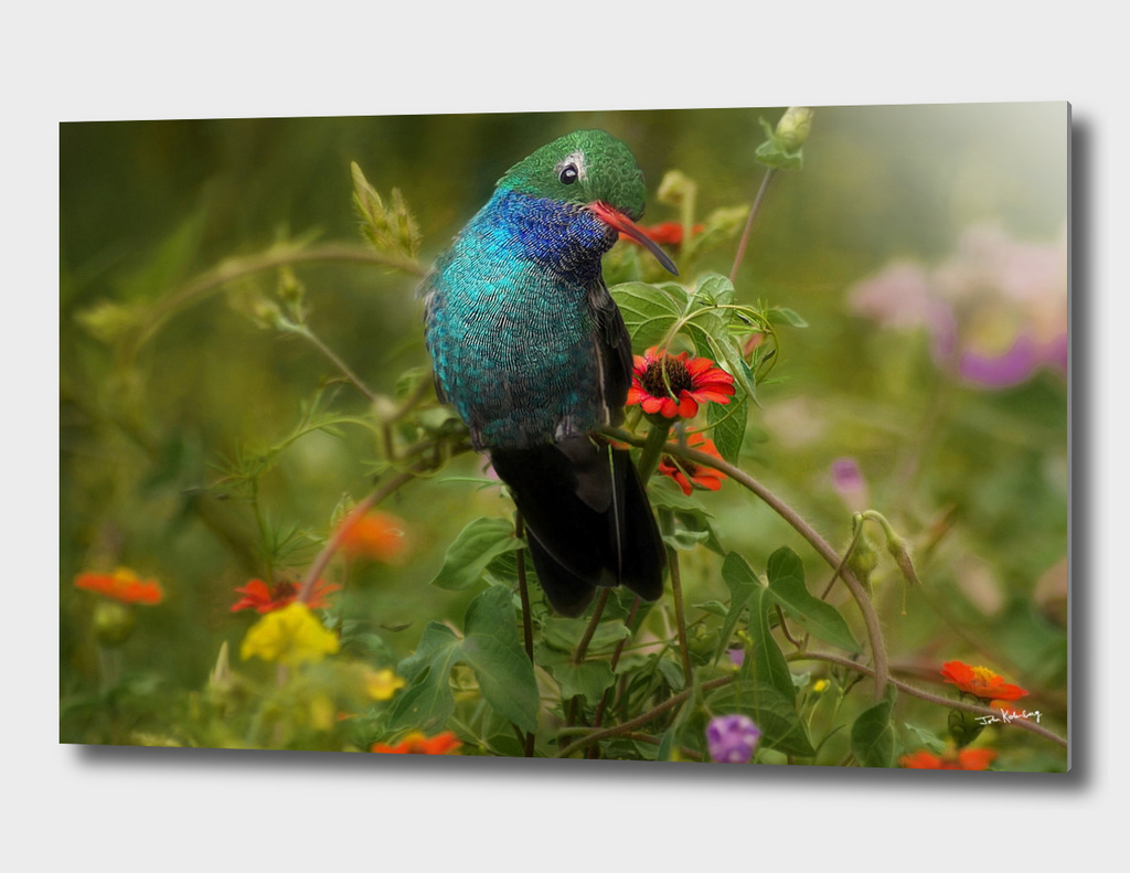 broad billed hummingbird  in  the wild flowers