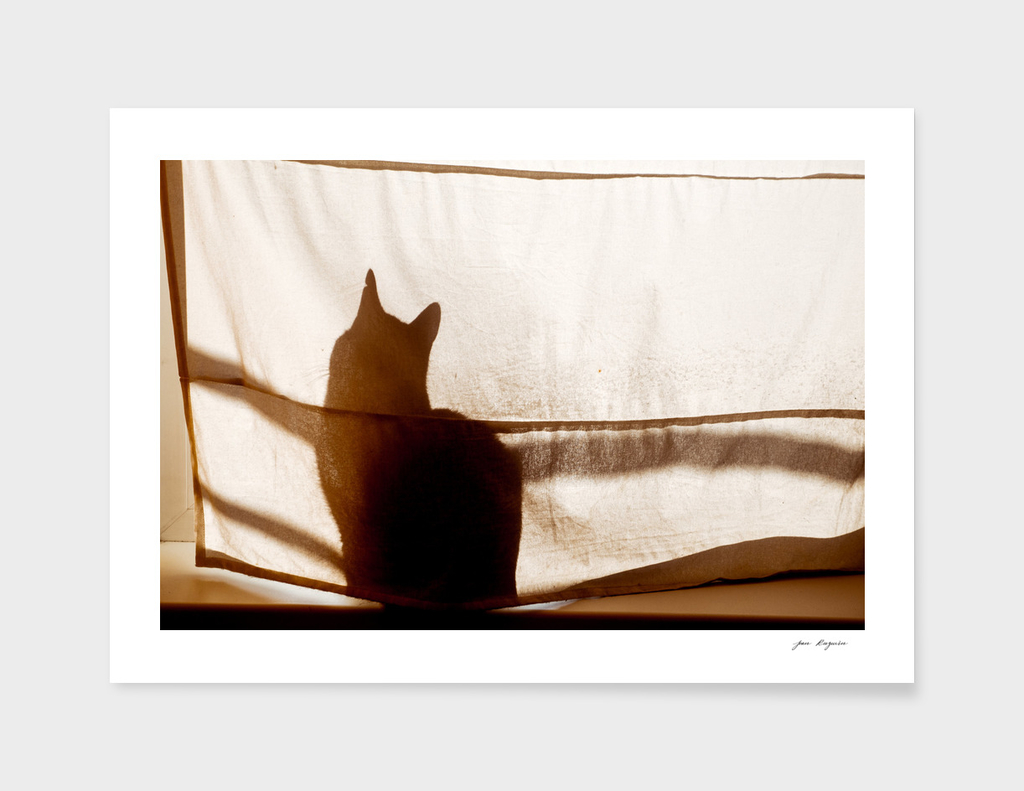 Shadow of a cat