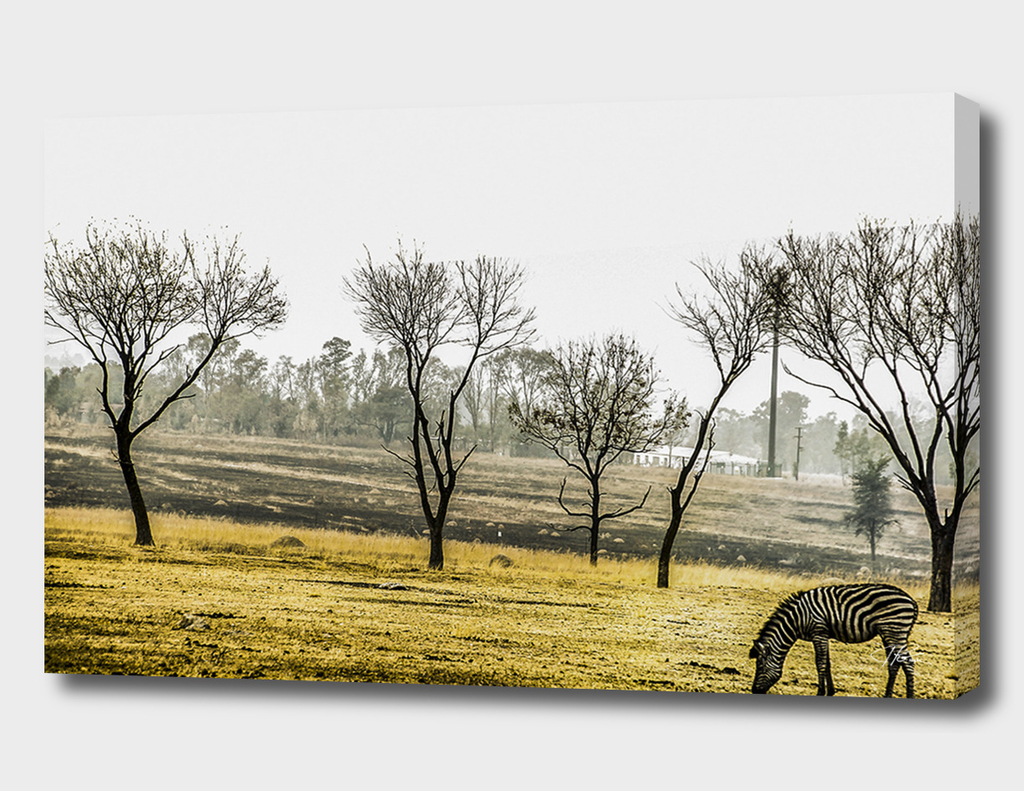 The Zebra in the field
