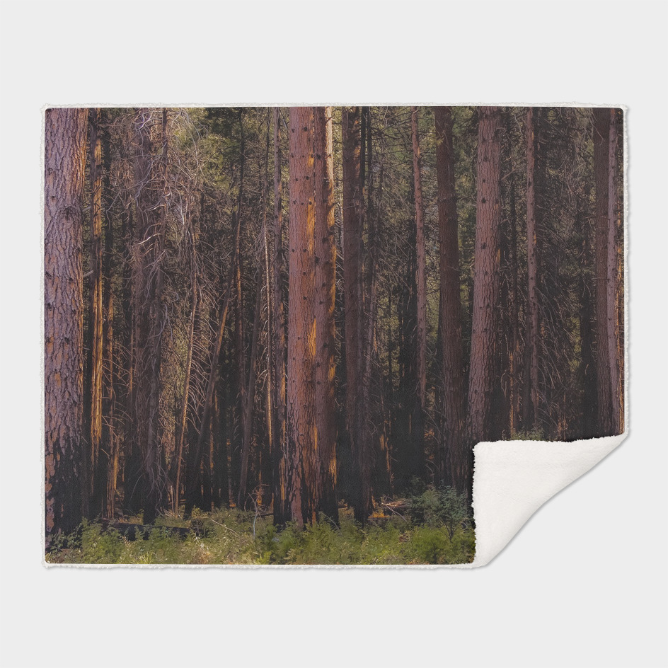 pine tree at Yosemite national park California USA