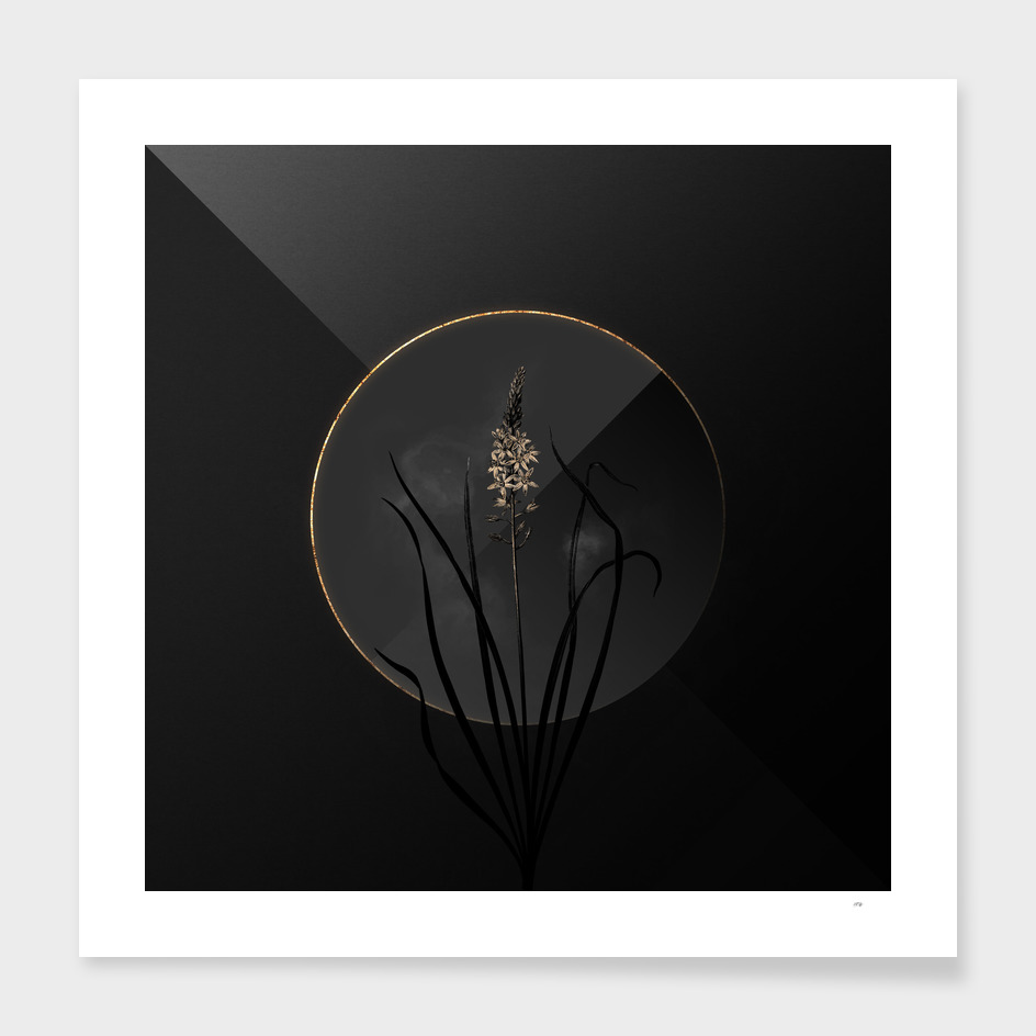 Shadowy Wild Asparagus Botanical on Black and Gold