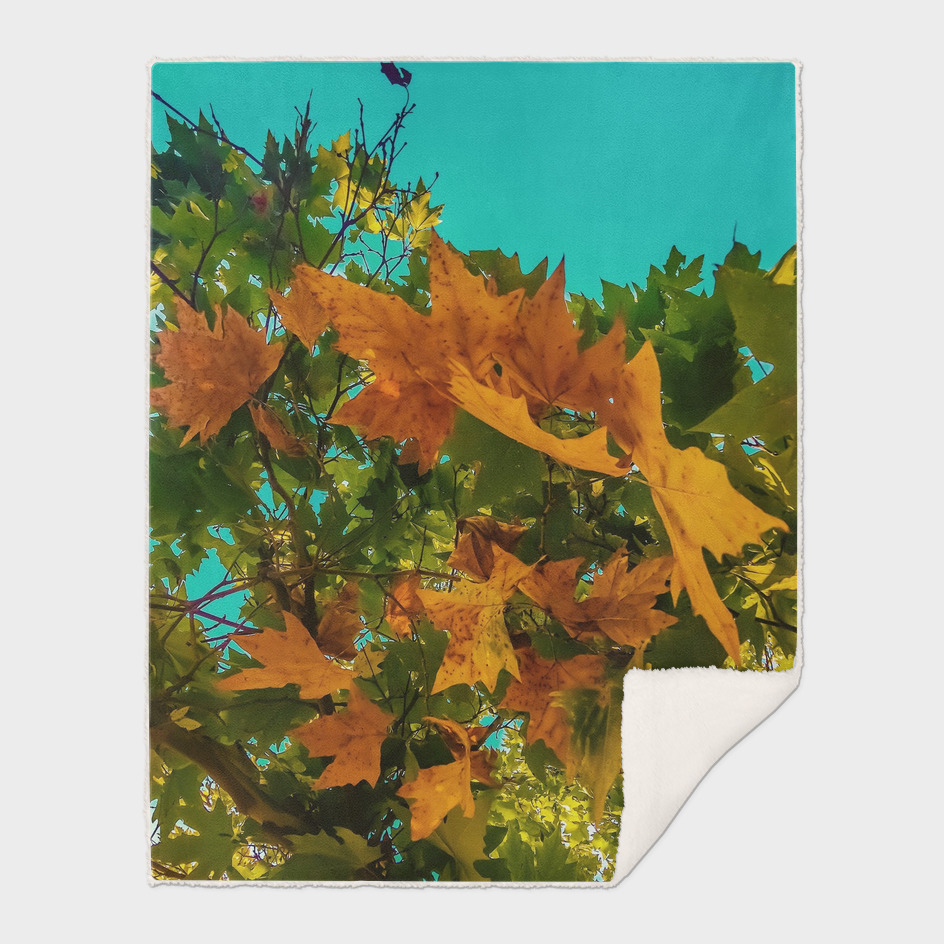 Maple tree branch with orange and green autumn leaves