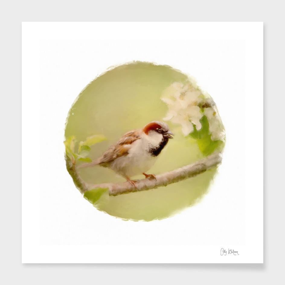 sparrow 11
