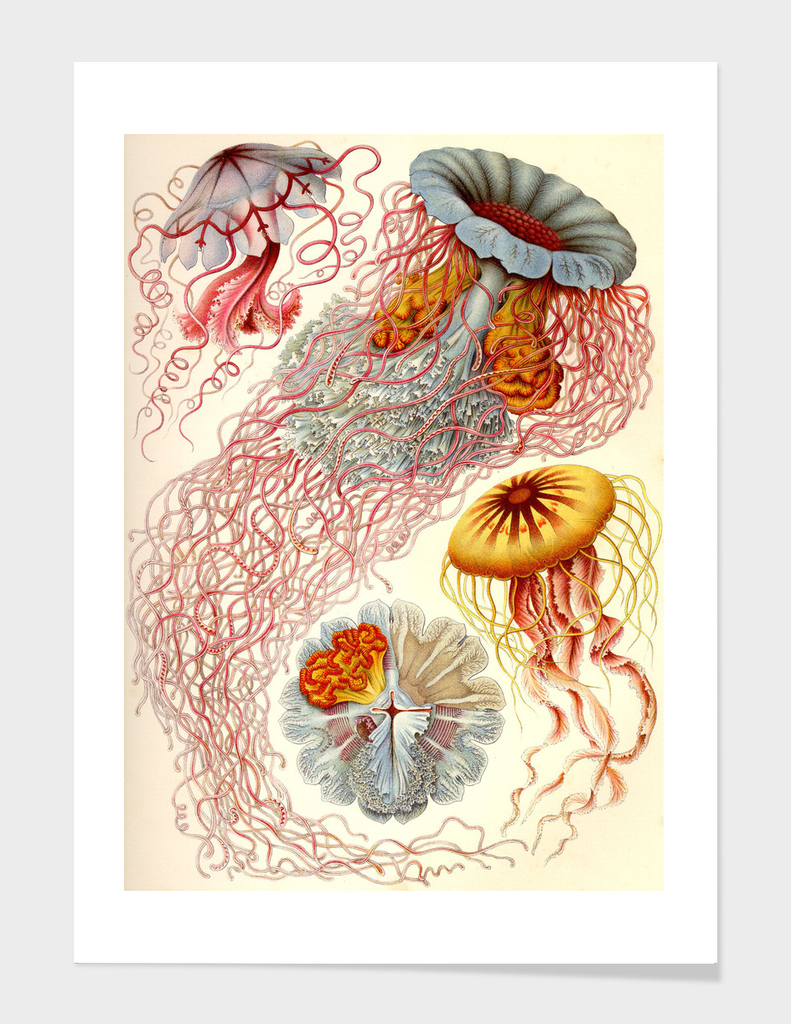 Jelly Fish - Ernst Haeckel