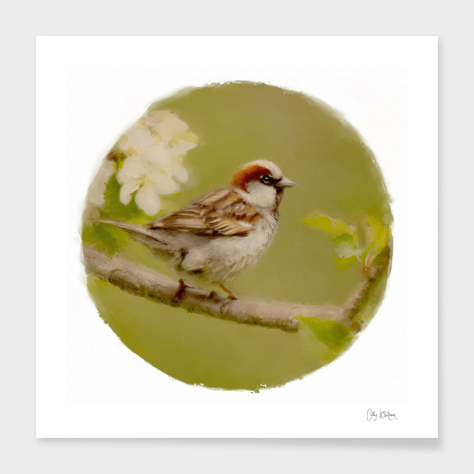 sparrow 15