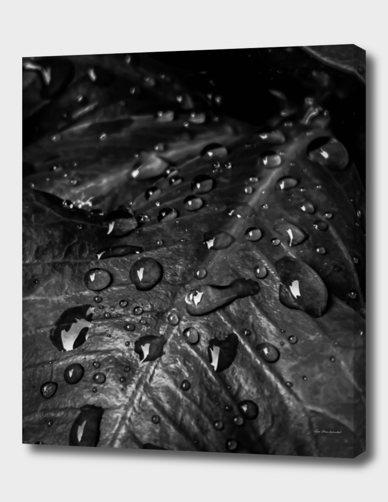 Closeup leaves with drop of water in black and white