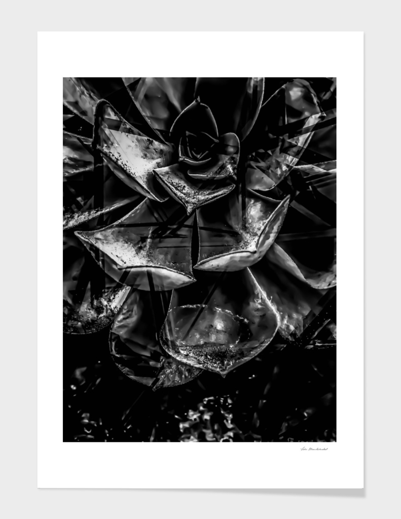 closeup succulent plant texture in black and white