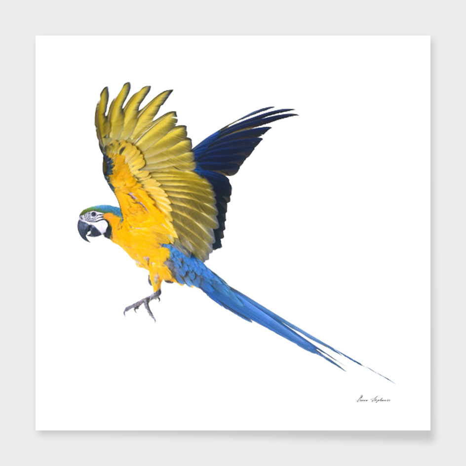 blue yellow macaw